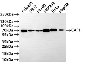 CHAF1B Antibody