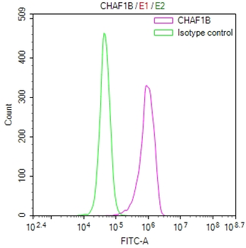 CHAF1B Antibody