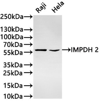 IMPDH2 Antibody