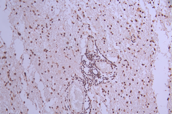 BUB3 Antibody