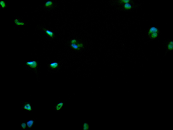 BUB3 Antibody