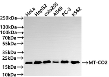 MT-CO2 Antibody