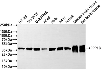 PPP1CB Antibody