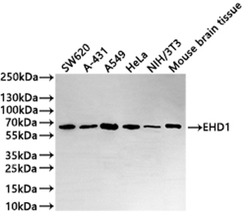 EHD1 Antibody