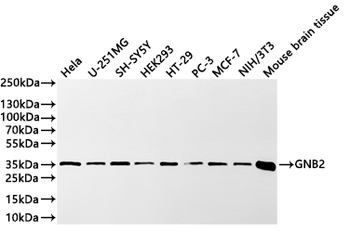 GNB2 Antibody