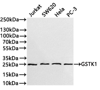 GSTK1 Antibody