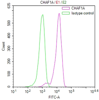 CHAF1A Antibody