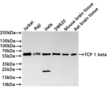 CCT2 Antibody