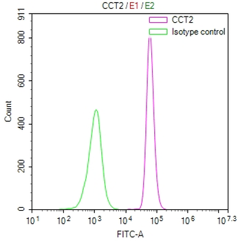 CCT2 Antibody
