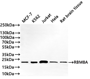 RBM8A Antibody