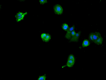 RBM8A Antibody