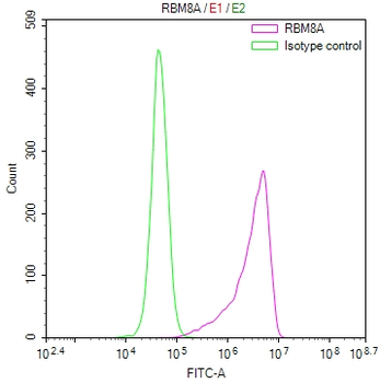 RBM8A Antibody