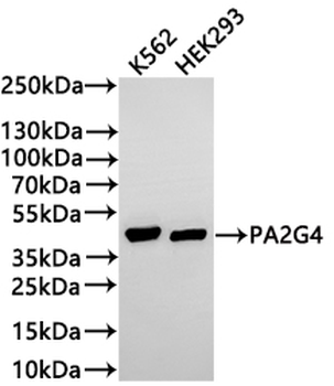 PA2G4 Antibody