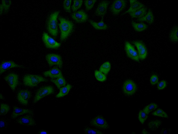 PA2G4 Antibody