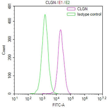 CLGN Antibody