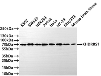KHDRBS1 Antibody