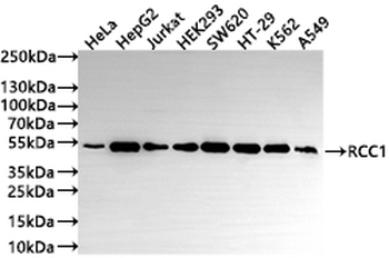 RCC1 Antibody