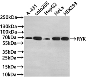 RYK Antibody