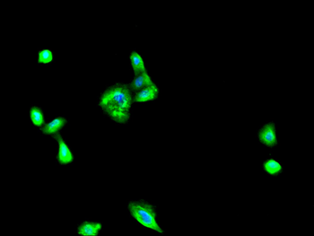 RYK Antibody