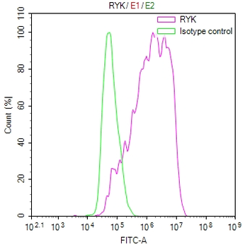 RYK Antibody