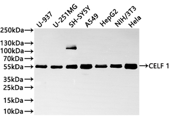 CELF1 Antibody
