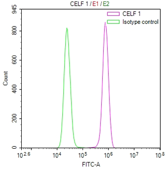 CELF1 Antibody
