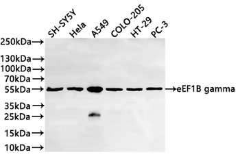 EEF1G Antibody