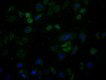 EEF1G Antibody
