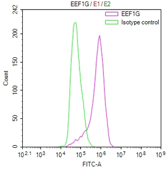 EEF1G Antibody