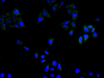ECM1 Antibody