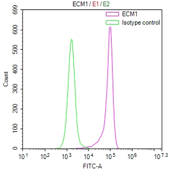 ECM1 Antibody