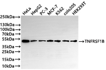 TNFRSF1B Antibody
