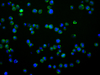 TNFRSF1B Antibody