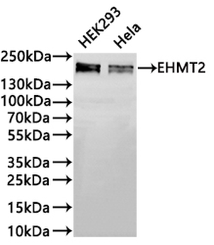 EHMT2 Antibody