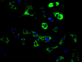 BCL2L14 Antibody