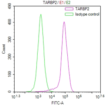 TARBP2 Antibody