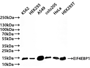 EIF4EBP1 Antibody