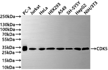 CDK5 Antibody