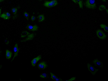 CDK5 Antibody
