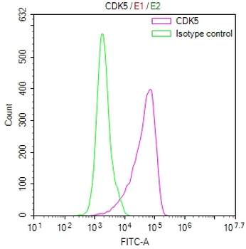 CDK5 Antibody