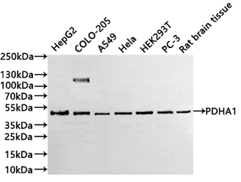 PDHA1 Antibody