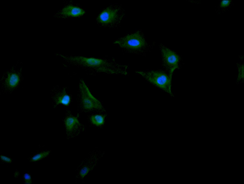 PML Antibody