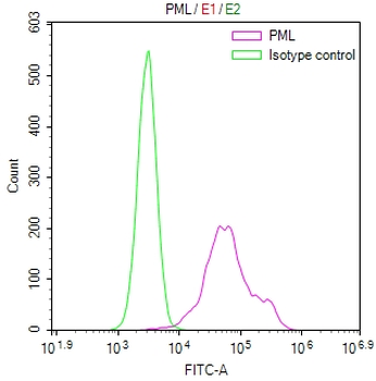 PML Antibody