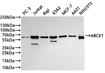 ABCE1 Antibody