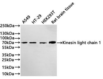 KLC1 Antibody