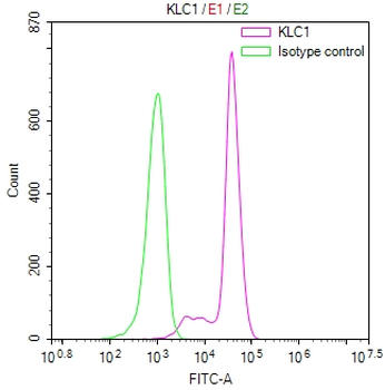 KLC1 Antibody