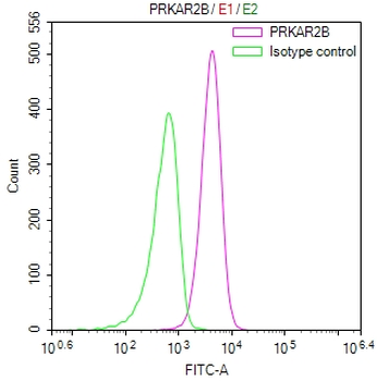 PRKAR2B Antibody