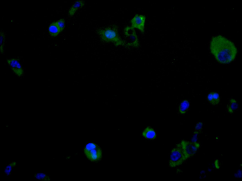 LGALS8 Antibody