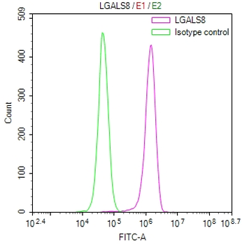 LGALS8 Antibody