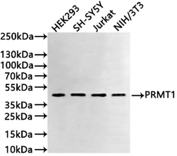 PRMT1 Antibody